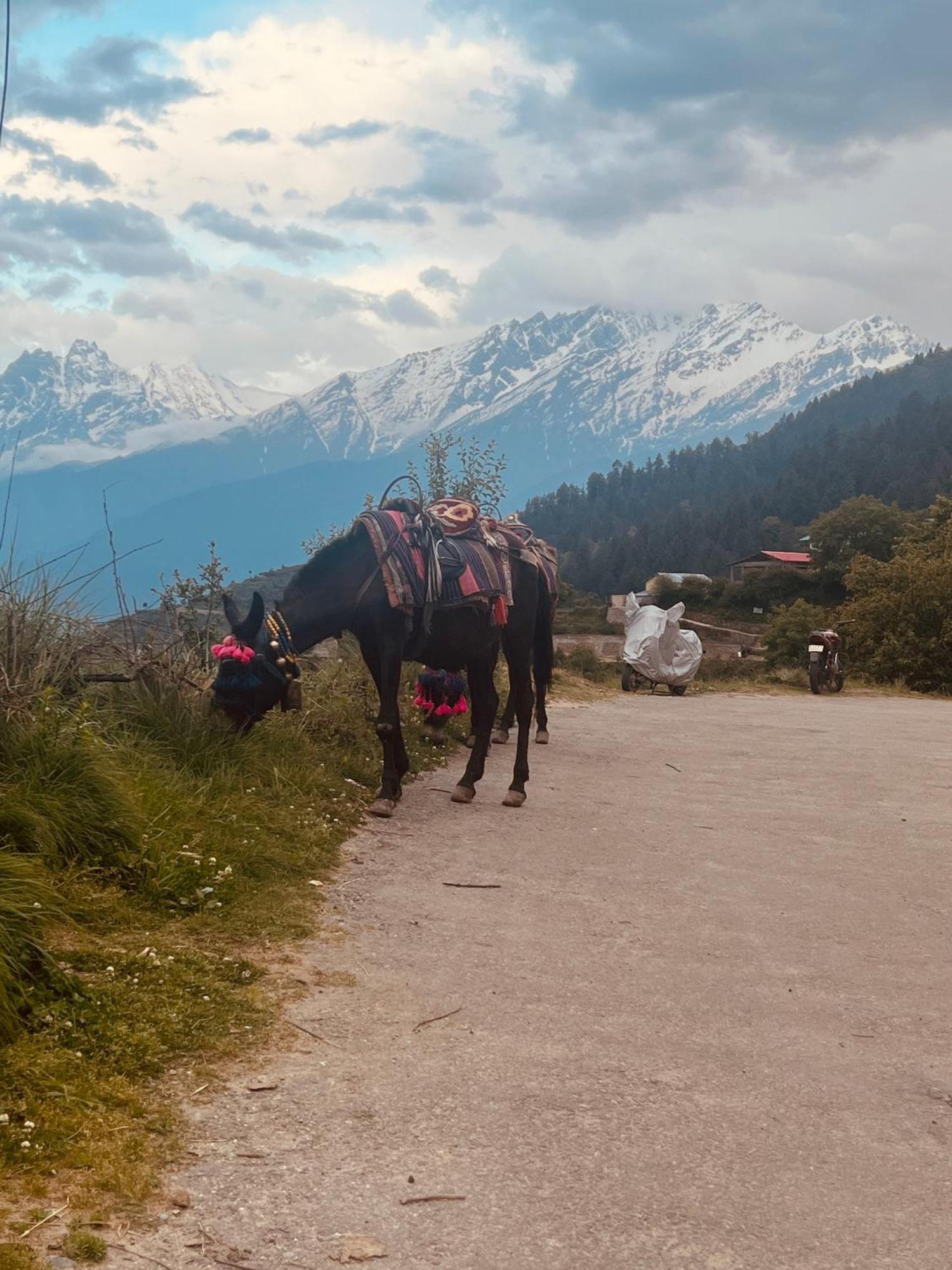 Faraway Cottages, Auli Джошимат Экстерьер фото